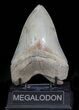 Serrated, Aurora Megalodon Tooth - Beautiful Enamel #66188-1